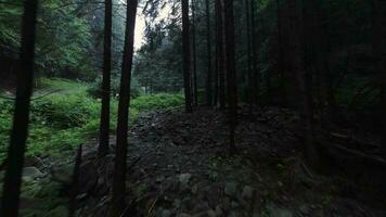 Smooth flight over a mountain river close to the water, among a dense forest. Mysterious mountain landscape. Ukraine, Carpathian Mountains, Bukovel. Filmed on FPV drone video