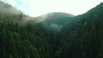 volo al di sopra di montagne coperto con conifero foresta. nebbia sorge al di sopra di il montagna versante video