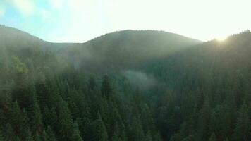 voar sobre montanhas coberto com conífero floresta. névoa sobe sobre a montanha declives video