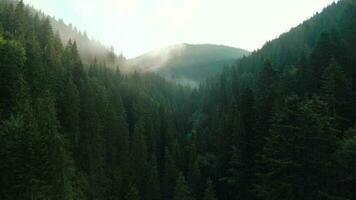 volo al di sopra di montagne coperto con conifero foresta. nebbia sorge al di sopra di il montagna versante video