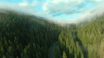volo al di sopra di montagne coperto con conifero foresta. nebbia sorge al di sopra di il montagna versante video