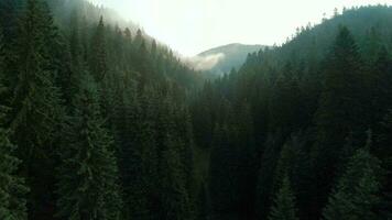 Flight over mountains covered with coniferous forest. Mist rises over the mountain slopes video