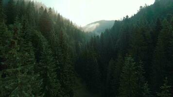 Flight over mountains covered with coniferous forest. Mist rises over the mountain slopes video