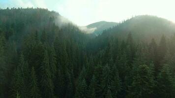 volo al di sopra di montagne coperto con conifero foresta. nebbia sorge al di sopra di il montagna versante video