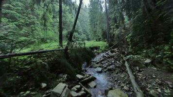 glad vlucht over- een berg rivier- dichtbij naar de water, tussen een dicht Woud. mysterieus berg landschap. Oekraïne, Karpaten bergen, boekovel. gefilmd Aan fpv dar video