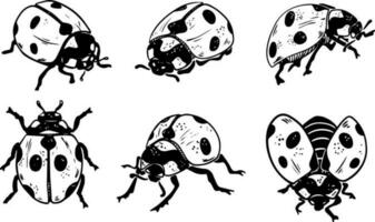 Sketch style six ladybug set illustration black lineart isolated on white background vector