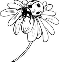 Single sketch style ladybug on daisy flower illustration black lineart isolated on white background vector