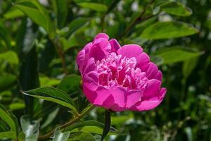 pink peony flower in the garden on a background of green leaves photo