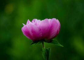 Pink peony in the garden on a green background. photo