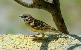 Sparrow feeding in the garden. Bird care. photo