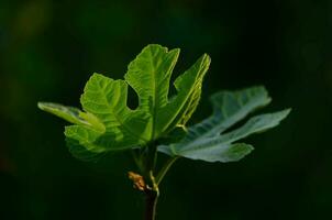 Fig tree leaves illuminated by a sunbeam. Gardening. photo