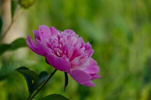 Pink peony in the garden on a green background. photo