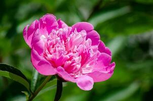 Pink peony in the garden on a green background. photo