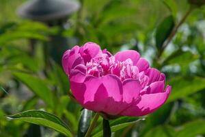 pink peony flower in the garden on a background of green leaves photo