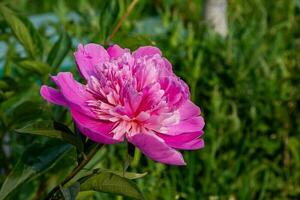 pink peony flower in the garden on a background of green leaves photo