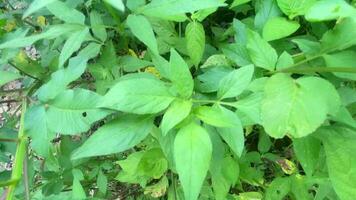 lussureggiante e verde erba e cespugli nel il cortile video