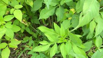 luxuriant et vert herbe et des buissons dans le Cour video