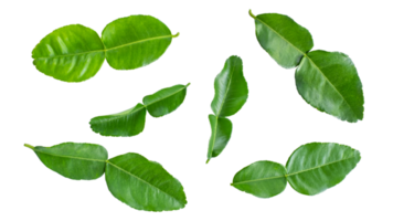 gruppo di verde bergamotto foglia isolato su trasparente sfondo, lime foglia, Limone foglia, foglie, png file