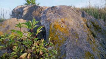 quartz sandstone rocks with young wood between, at evening summer sunset video