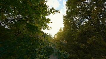 aéreo Visão do a outono floresta perto a estrada ao longo que a carros estão dirigindo. suave voar fechar para galhos com amarelo folhagem às pôr do sol video