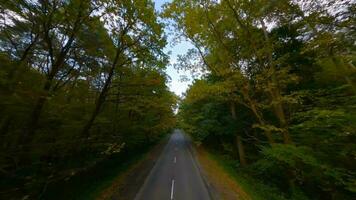 Antenne Aussicht von das Herbst Wald in der Nähe von das Straße entlang welche das Autos sind Fahren. glatt Flug schließen zu Geäst mit Gelb Laub beim Sonnenuntergang video