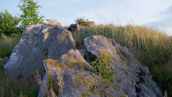 quarzo arenaria rocce con giovane legna fra, a sera estate tramonto video