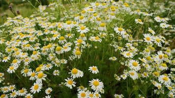 fält daisy på sommar dag, närbild b-roll video