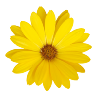giallo margherita fiore elemento png