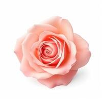 Rose flower isolated. Illustration photo