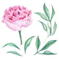 Pink watercolor peony flower and green leaves. Hand drawn botanical illustration. Can be used for greeting cards, bouquets, wedding invitations, fabric prints. png