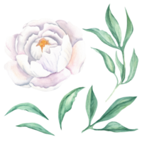 White watercolor peony flower with green peony leaves. Hand drawn botanical illustration. Can be used for greeting cards, bouquets, wedding invitations, textile prints. png