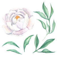 bianca acquerello peonia fiore con verde peonia le foglie. mano disegnato botanico illustrazione. può essere Usato per saluto carte, mazzi di fiori, nozze inviti, tessile stampe. png