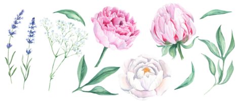 wit en roze waterverf pioen bloemen, bladeren, lavendel en gypsophila set. hand- getrokken botanisch illustratie. of groet kaarten, boeketten, bruiloft uitnodigingen, kleding stof patronen afdrukken. png