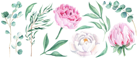 vattenfärg blommig uppsättning. vit och rosa pioner knappar, grön löv och eukalyptus grenar. vattenfärg hand dragen botanisk illustration. för buketter, kransar, bröllop inbjudningar, födelsedagar kort png