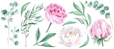 Aquarell Blumen- Satz. Weiß und Rosa Pfingstrosen Tasten, Grün Blätter und Eukalyptus Geäst. Aquarell Hand gezeichnet botanisch Illustration. zum Blumensträuße, Kränze, Hochzeit Einladungen, Geburtstage Karten png