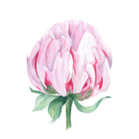 Rosa Aquarell Pfingstrose Blume. Hand gezeichnet botanisch Illustration. können Sein benutzt zum Gruß Karten, Blumensträuße, Hochzeit Einladungen, Textil- druckt png