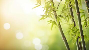 Natural background with bamboo. Illustration photo