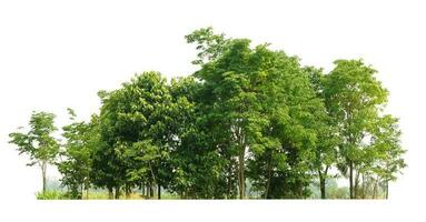 Row of trees and shrubs isolate on white background photo