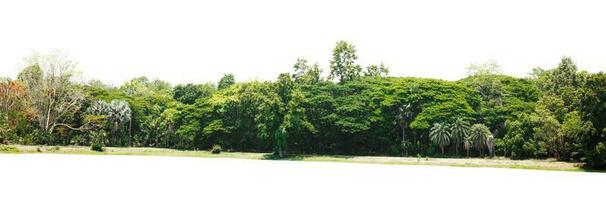 Row of trees and shrubs isolate on white background photo