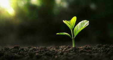 small tree growing with sunshine in garden. eco concept photo