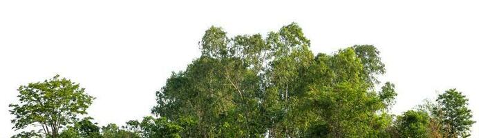 fila de arboles y arbustos aislar en blanco antecedentes foto