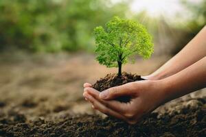 eco tierra día concepto. mano aguantando grande árbol creciente en verde antecedentes foto