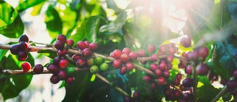 Fresco café frijoles en árbol en granja foto