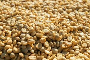 coffee beans drying in sunlight photo