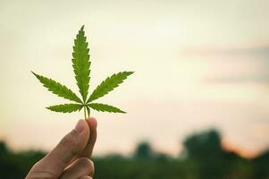 Hand holding cannabis leaf on background of sunset photo