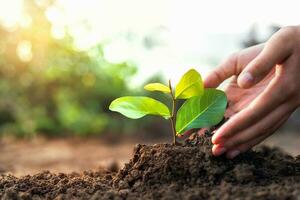 mano plantando un pequeño árbol en el jardín con atardecer, verde tierra concepto foto