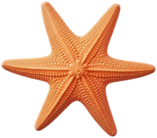 Starfish png with AI generated.