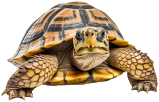 Schildkröte png mit ai generiert.