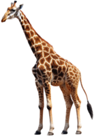 giraffe PNG met ai gegenereerd.