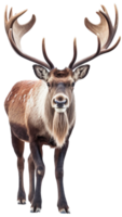 Reindeer png with AI generated.